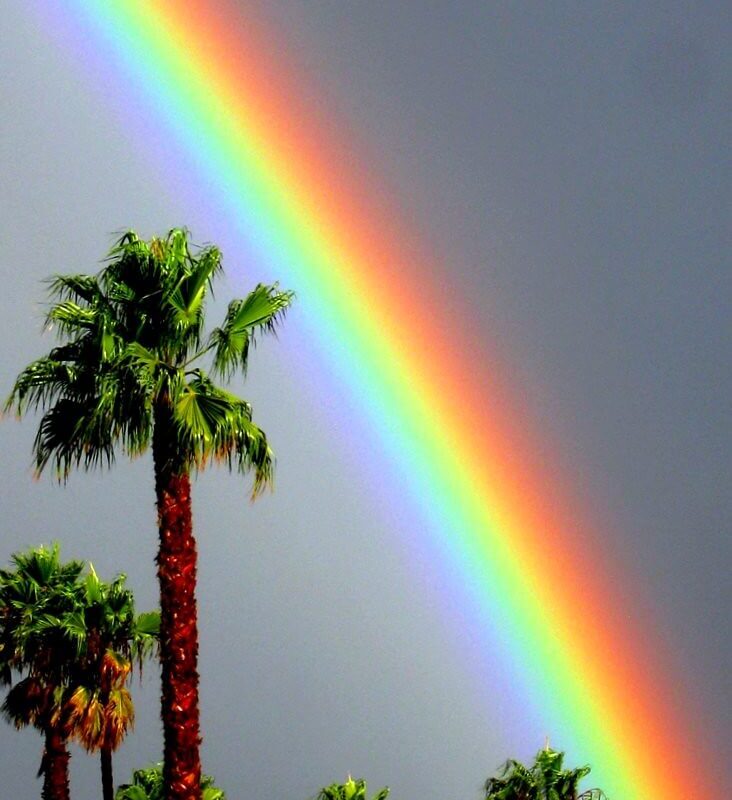Rainbow over palm trees