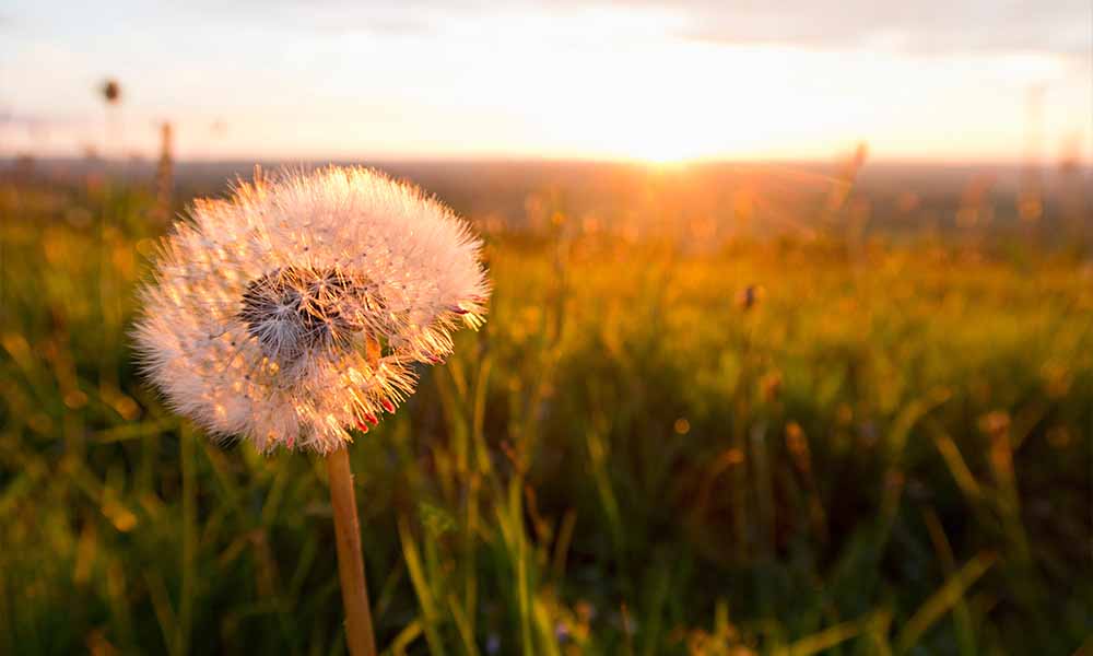 Closeup of dandelion with sun setting in background