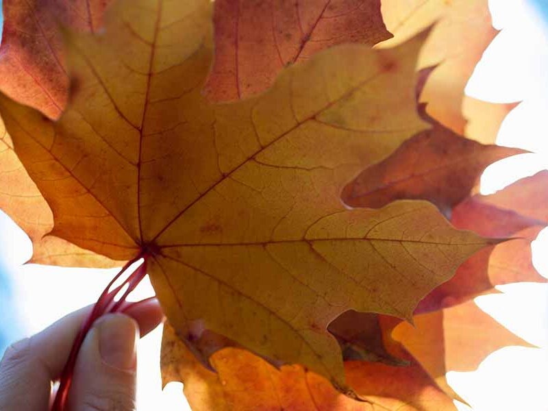 Maple leaves stacked on top of each other being held