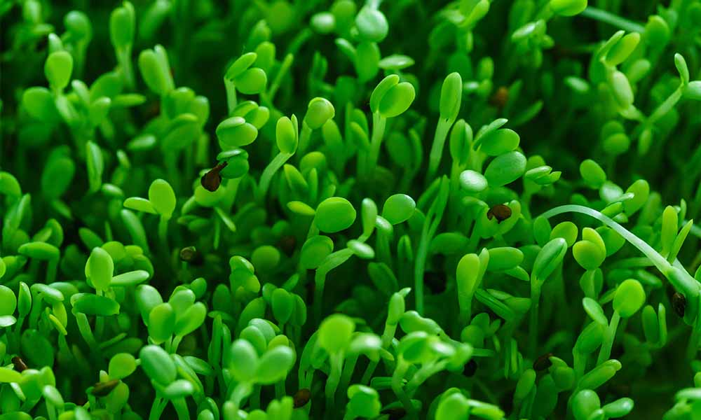 Close up of green buds growing