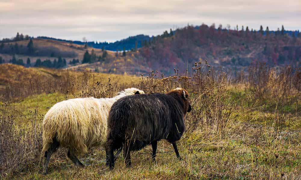 Livestock Scope