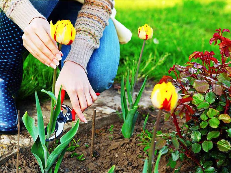 Yellow tulips being plucked