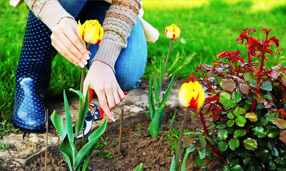 Yellow tulips being plucked