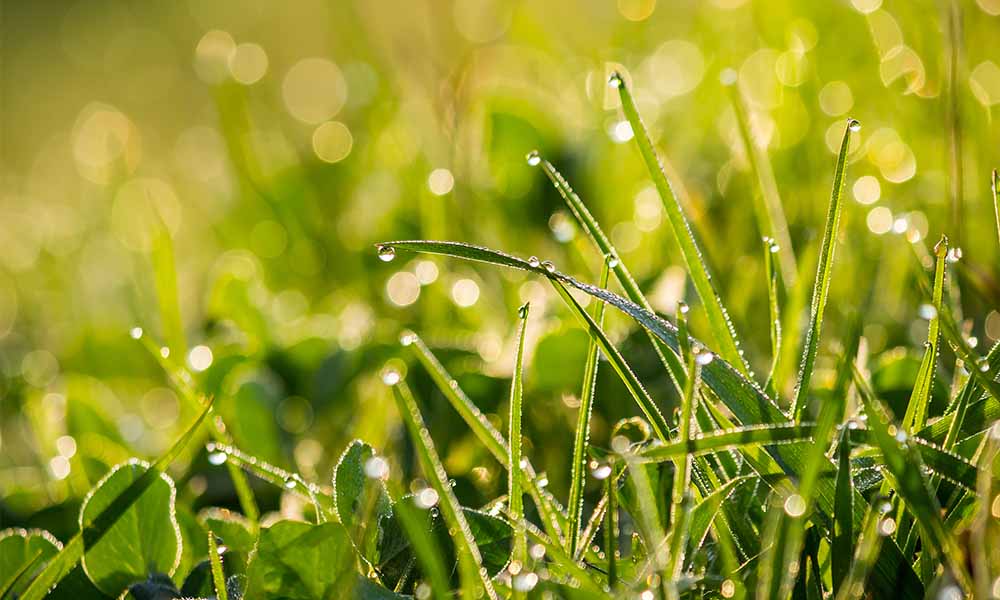 Close up of morning dew on grass