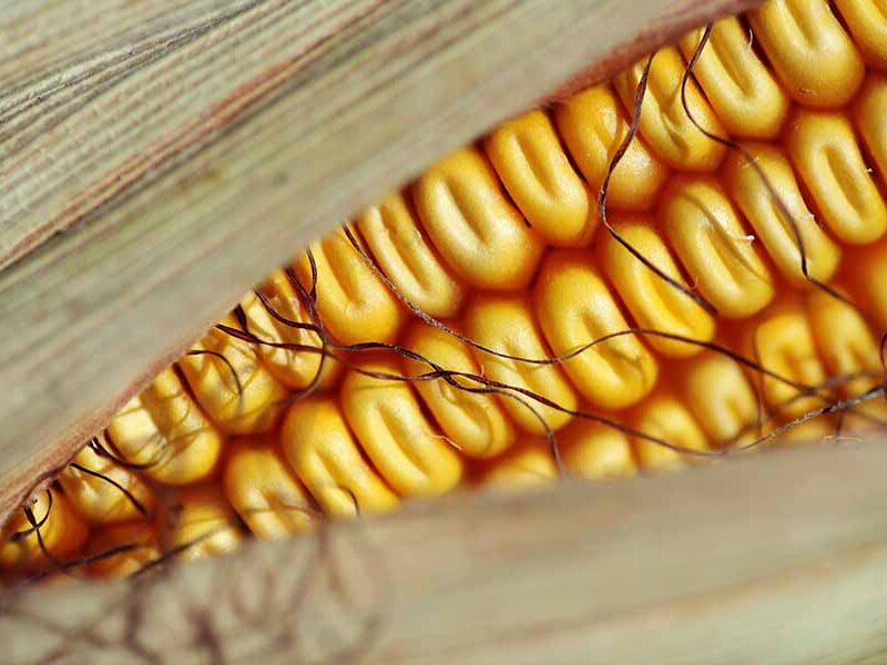 Close up of corn on the cob