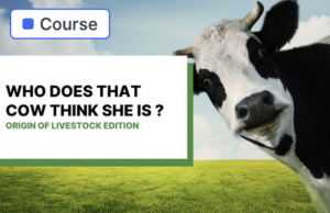 Image of cow looking at camera